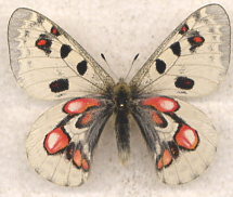 Parnassius WISKOTTI aberration (Internet Image property of respective owner, non-commercial use only)